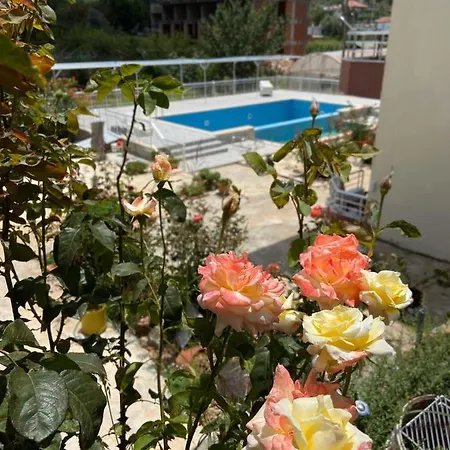 Rose 3* Patara