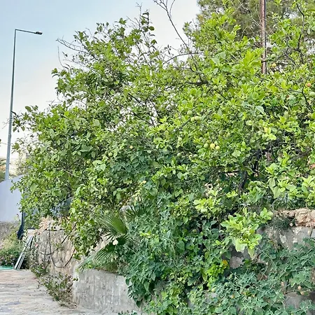 Pensionat Rose Patara