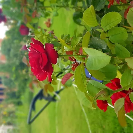 Rose Pensionat 3*